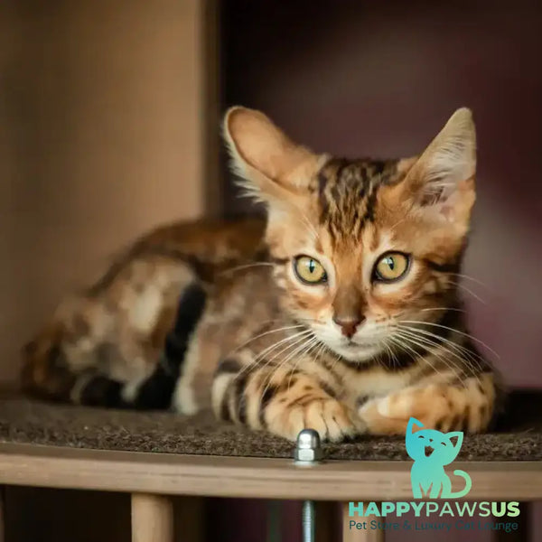 Dilan Bengal male black spotted tabby - live animals