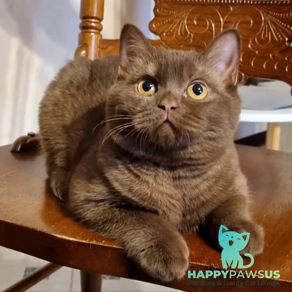 Dilan British Shorthair male chocolate - live animals