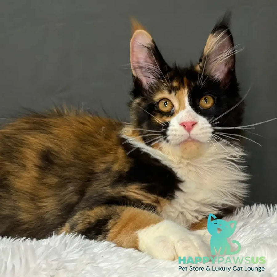 Dilara Maine Coon female black tortie bicolour - live animals