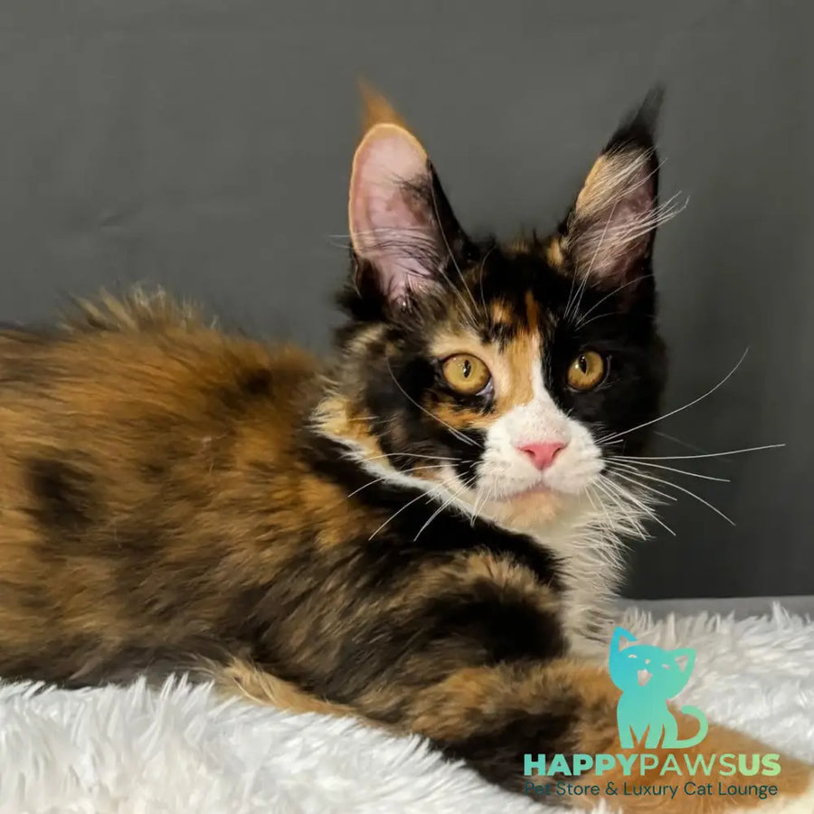 Dilara Maine Coon female black tortie bicolour - live animals