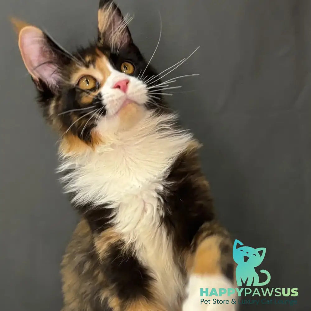 Dilara Maine Coon female black tortie bicolour - live animals