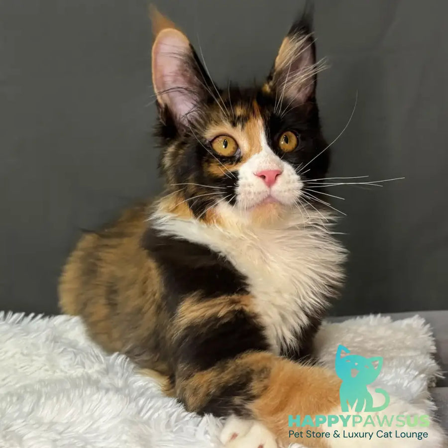 Dilara Maine Coon female black tortie bicolour - live animals