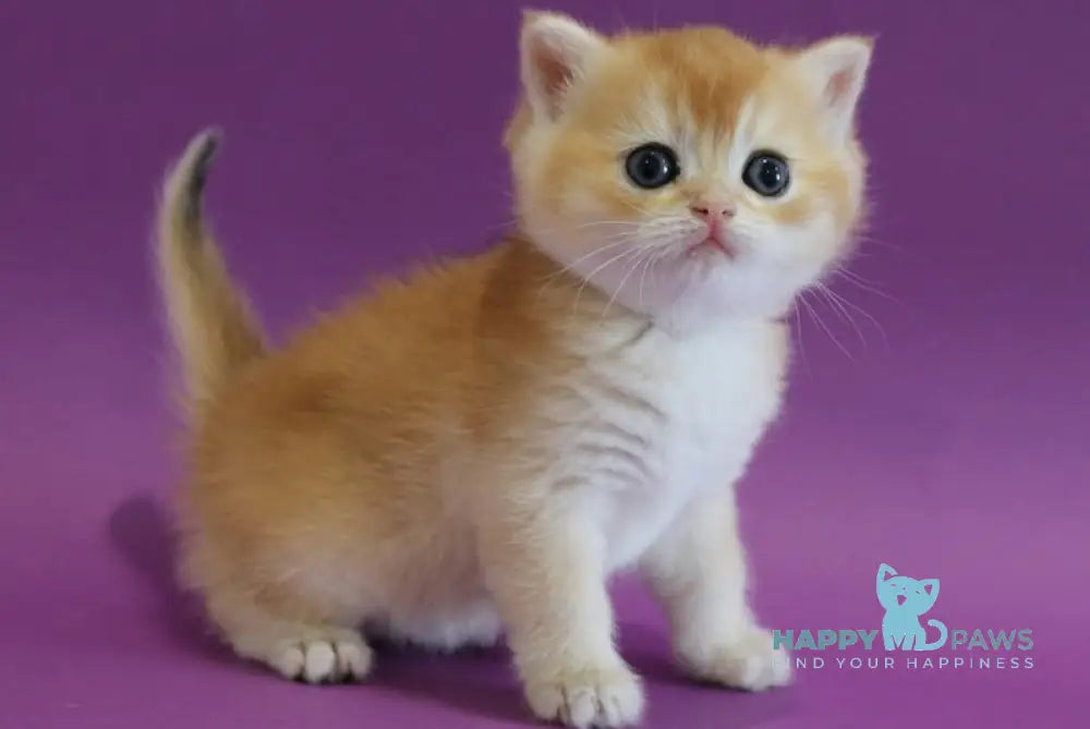 Dilara Scottish Straight female black golden shaded live animals