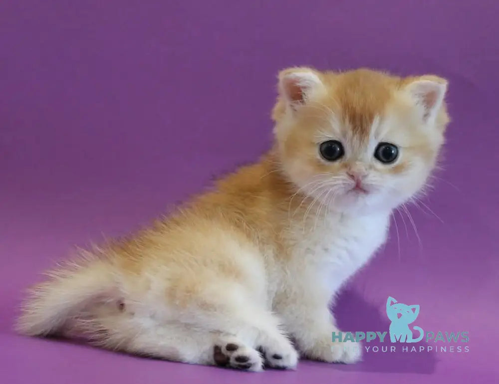 Dilara Scottish Straight female black golden shaded live animals