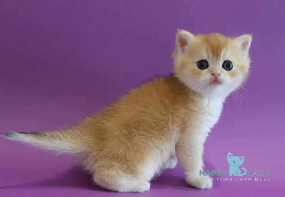 Dilara Scottish Straight female black golden shaded live animals