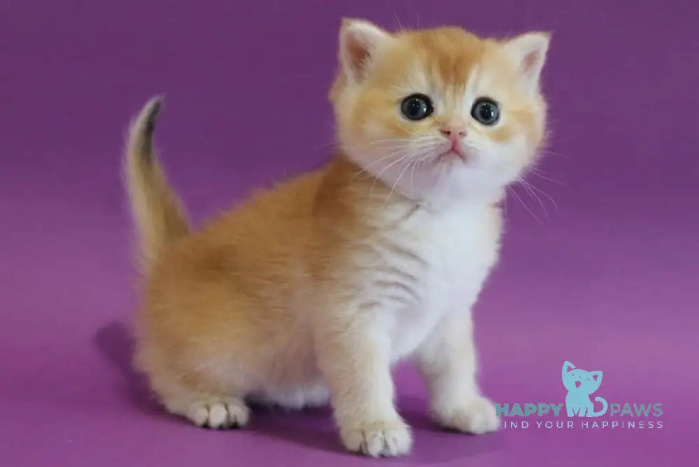 Dilara Scottish Straight female black golden shaded live animals