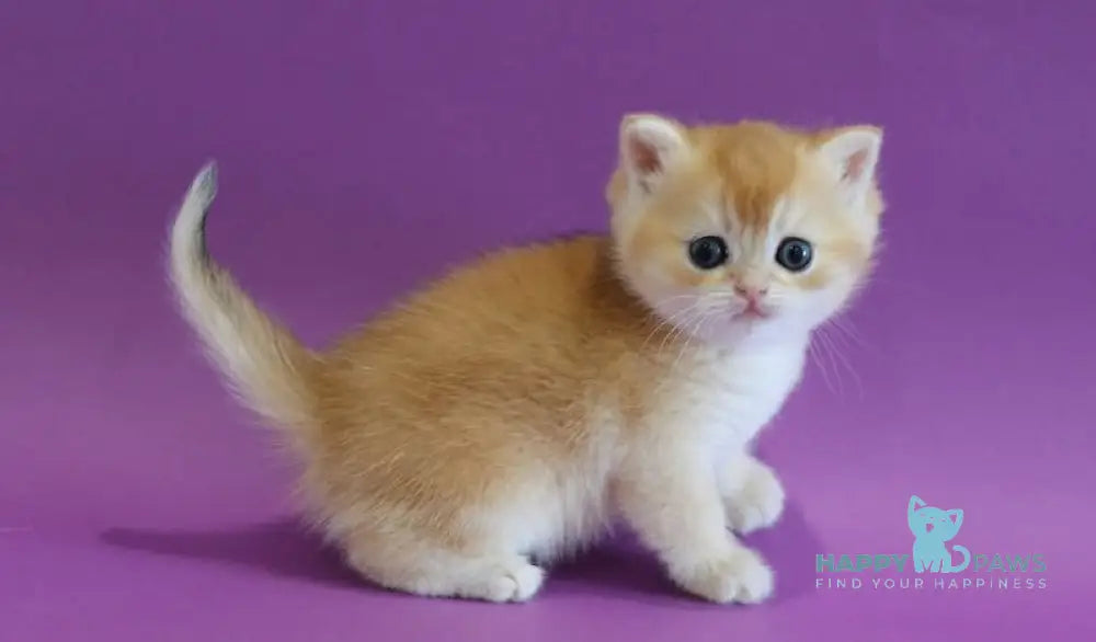 Dilara Scottish Straight female black golden shaded live animals