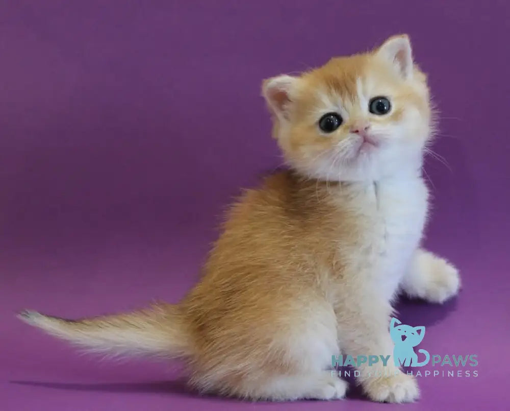 Dilara Scottish Straight female black golden shaded live animals
