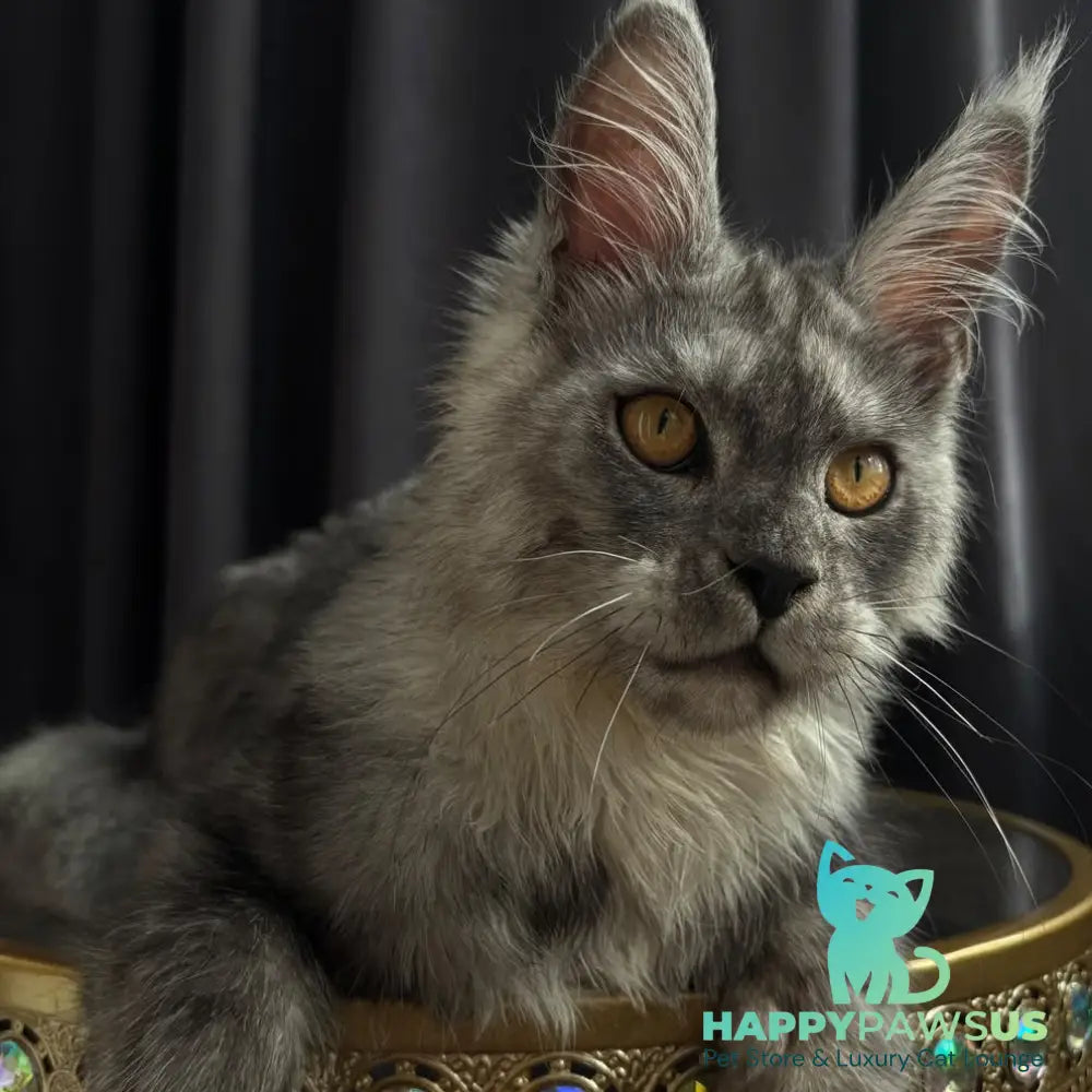 Dimal Maine Coon male black silver - live animals