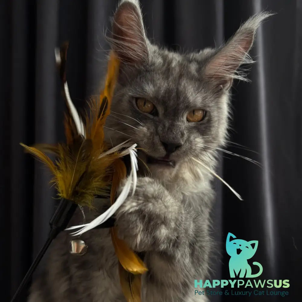 Dimal Maine Coon male black silver - live animals