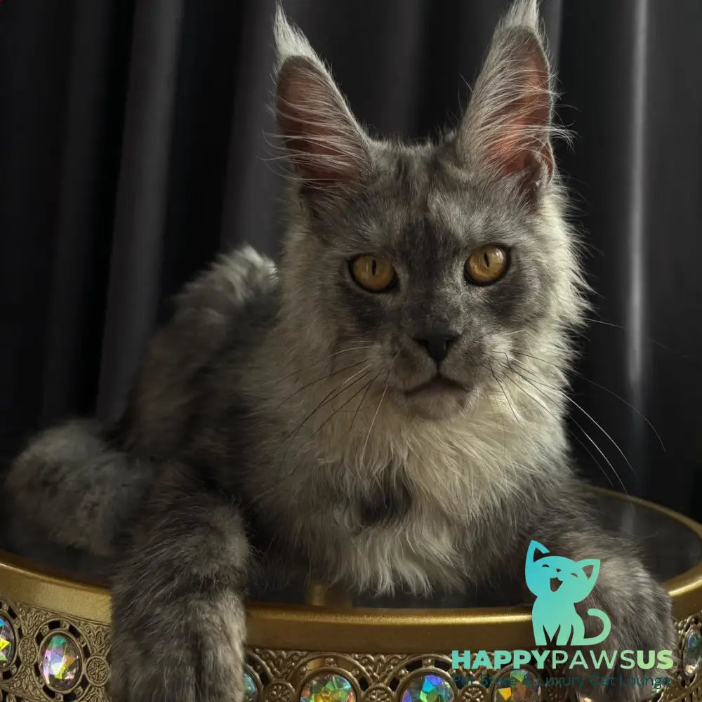 Dimal Maine Coon male black silver - live animals