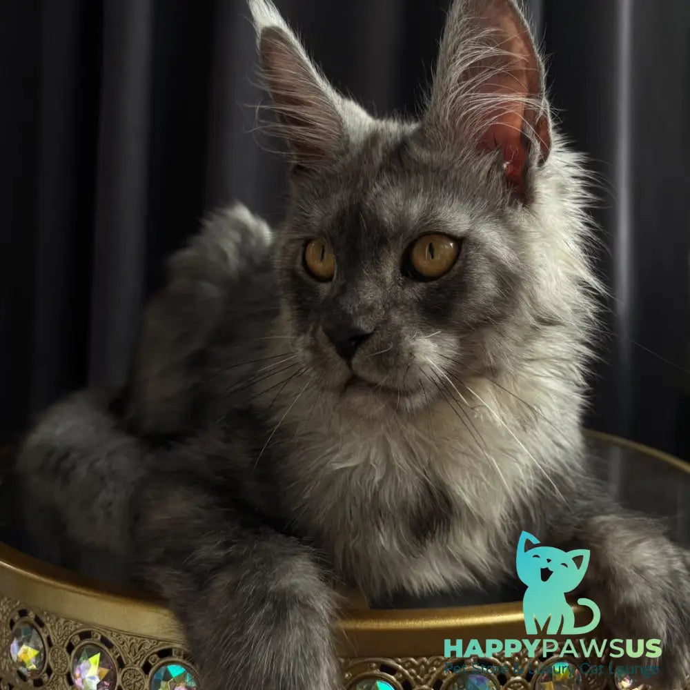 Dimal Maine Coon male black silver - live animals