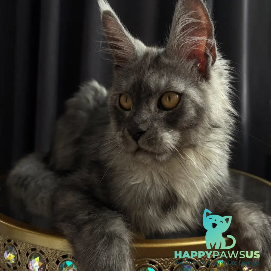 Dimal Maine Coon male black silver - live animals
