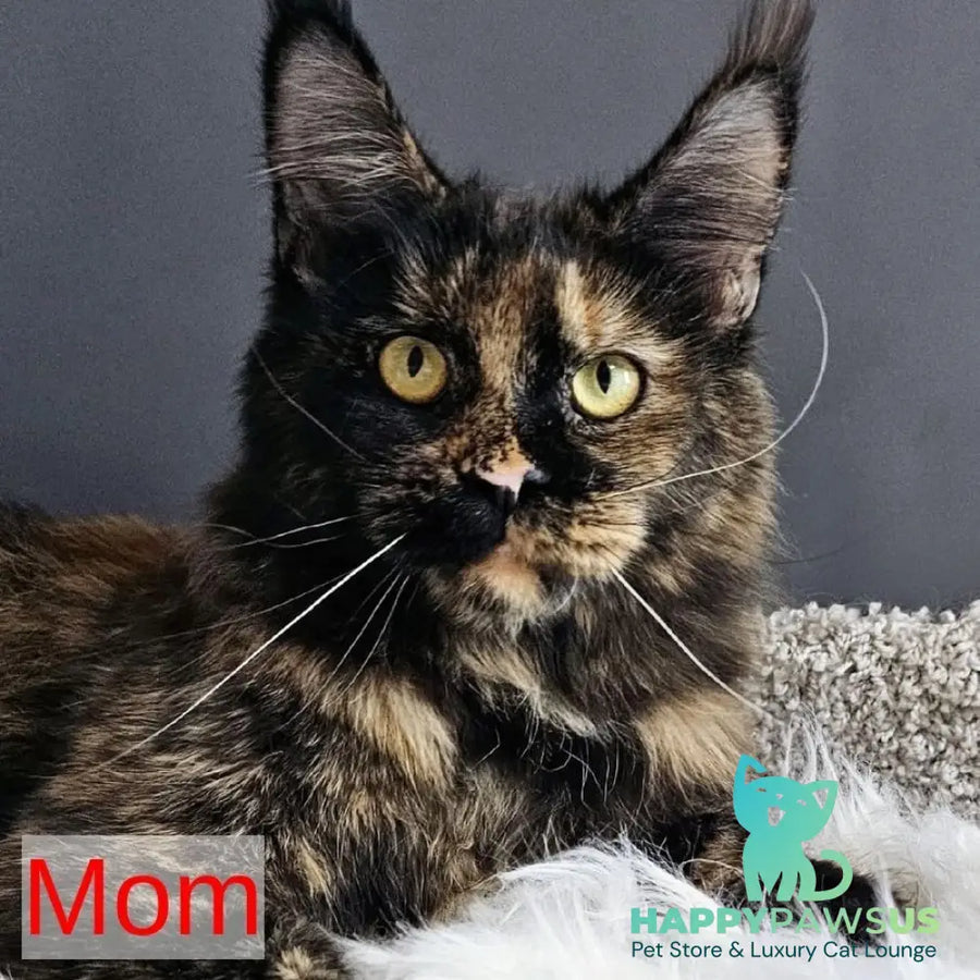 Dimal Maine Coon male black silver - live animals