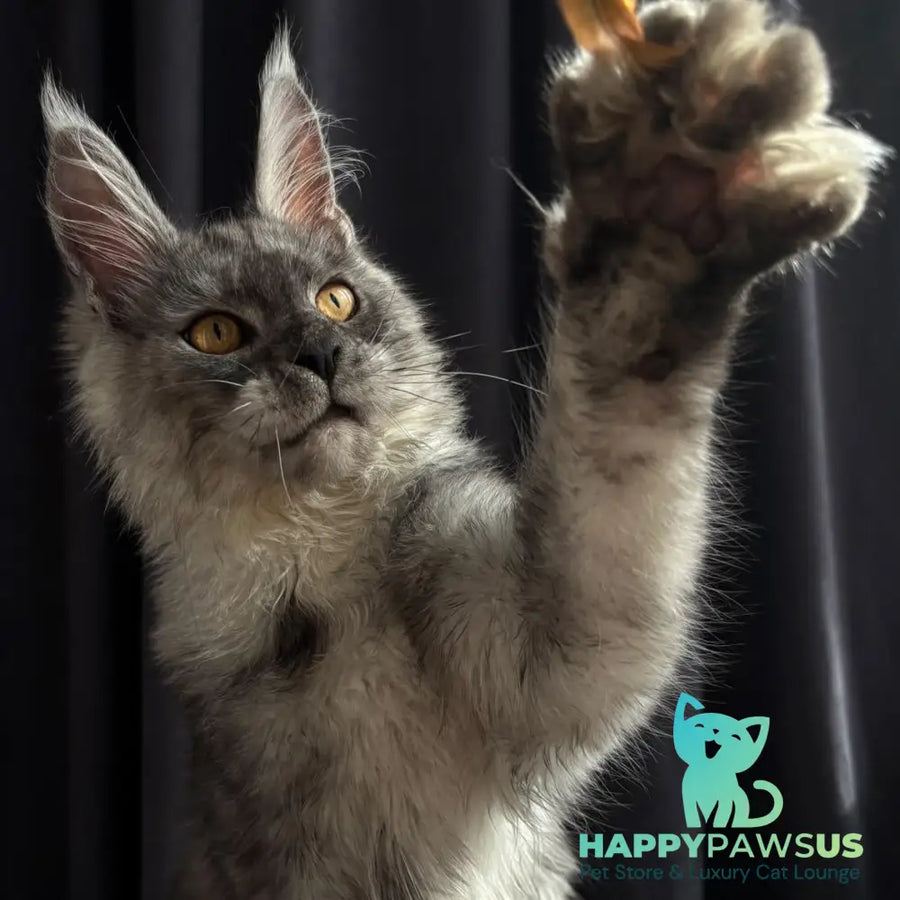 Dimal Maine Coon male black silver - live animals