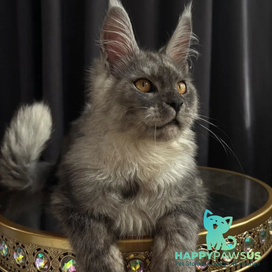 Dimal Maine Coon male black silver - live animals