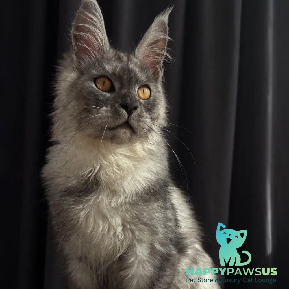 Dimal Maine Coon male black silver - live animals