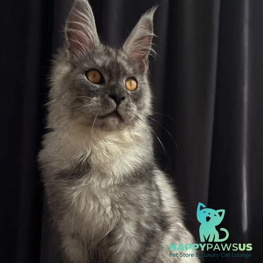 Dimal Maine Coon male black silver - live animals