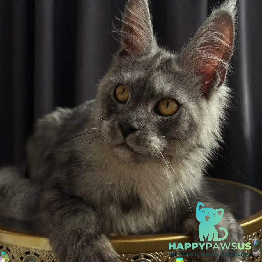 Dimal Maine Coon male black silver - live animals
