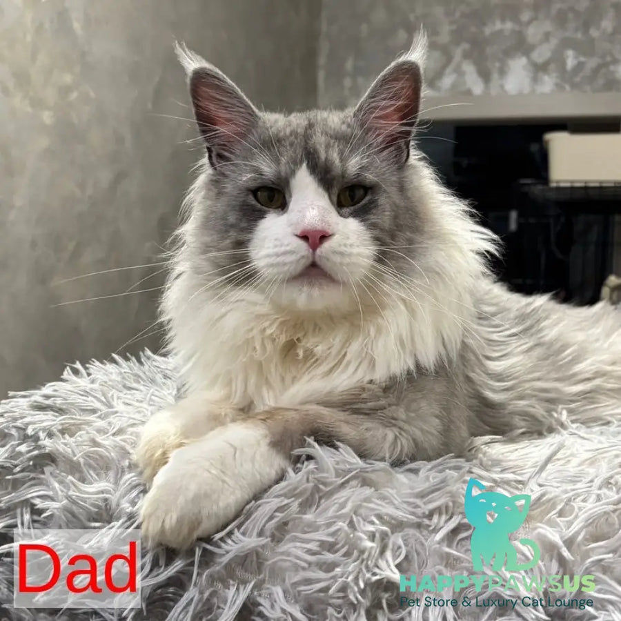 Dimal Maine Coon male black silver - live animals