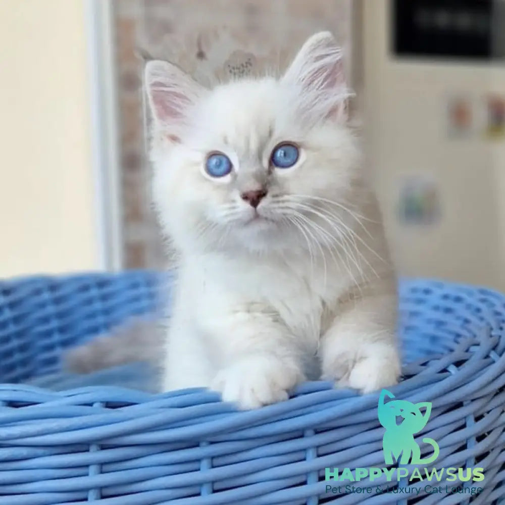 Dimas Siberian male blue with white tabby pointed - live animals