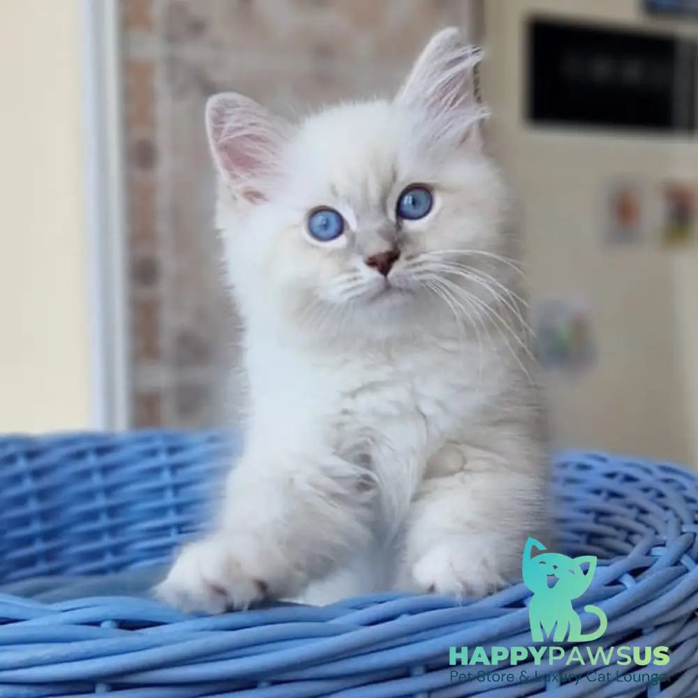 Dimas Siberian male blue with white tabby pointed - live animals