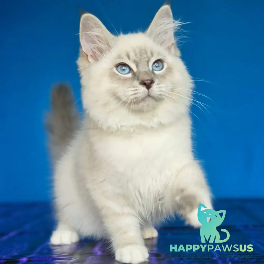 Dimas Siberian male blue with white tabby pointed - live animals