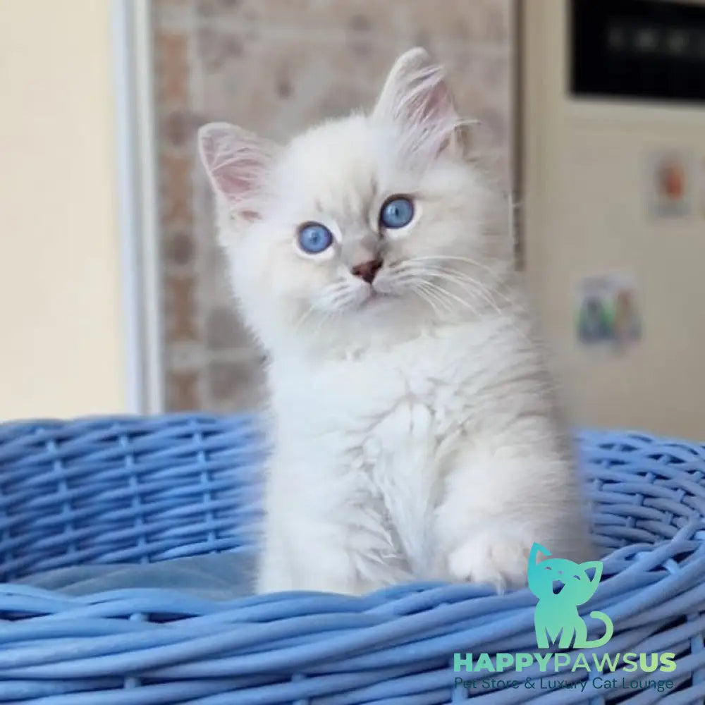Dimas Siberian male blue with white tabby pointed - live animals