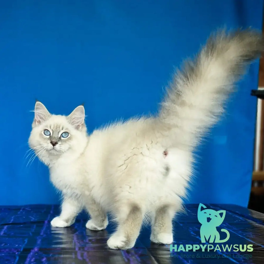 Dimas Siberian male blue with white tabby pointed - live animals