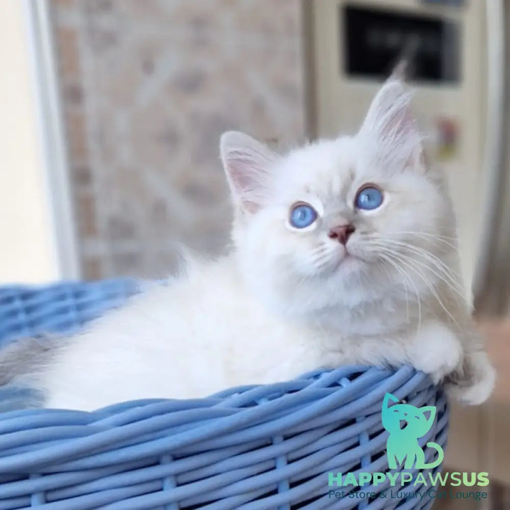 Dimas Siberian male blue with white tabby pointed - live animals