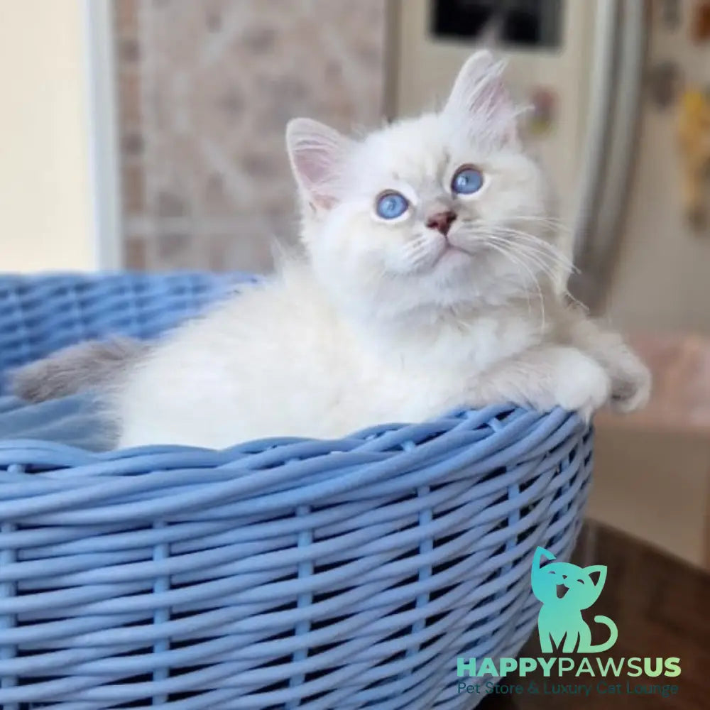 Dimas Siberian male blue with white tabby pointed - live animals