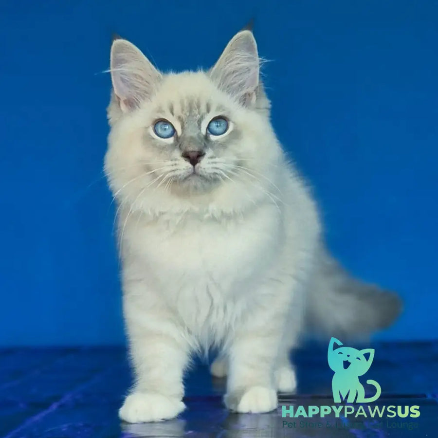 Dimas Siberian male blue with white tabby pointed - live animals