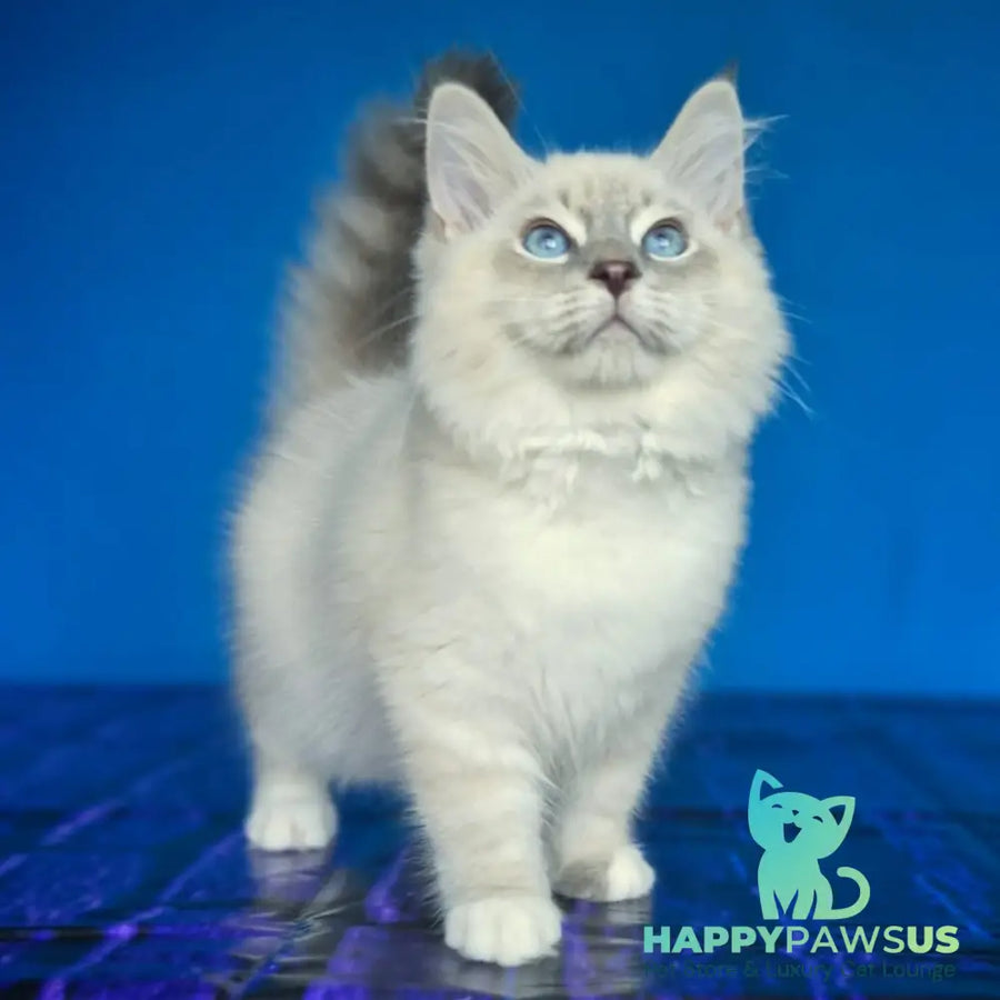 Dimas Siberian male blue with white tabby pointed - live animals