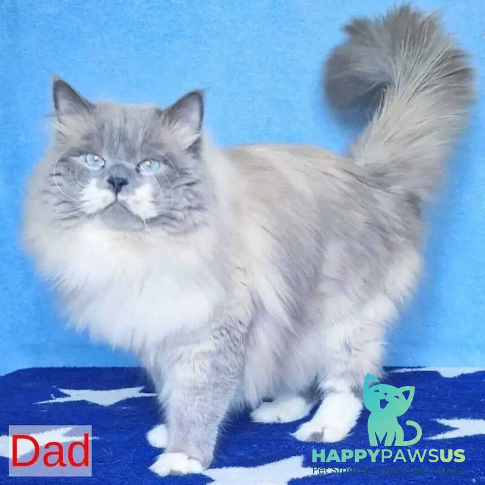 Dimas Siberian male blue with white tabby pointed - live animals