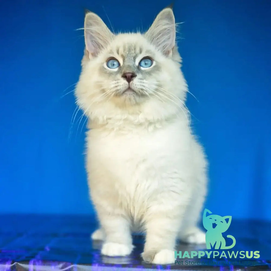 Dimas Siberian male blue with white tabby pointed - live animals