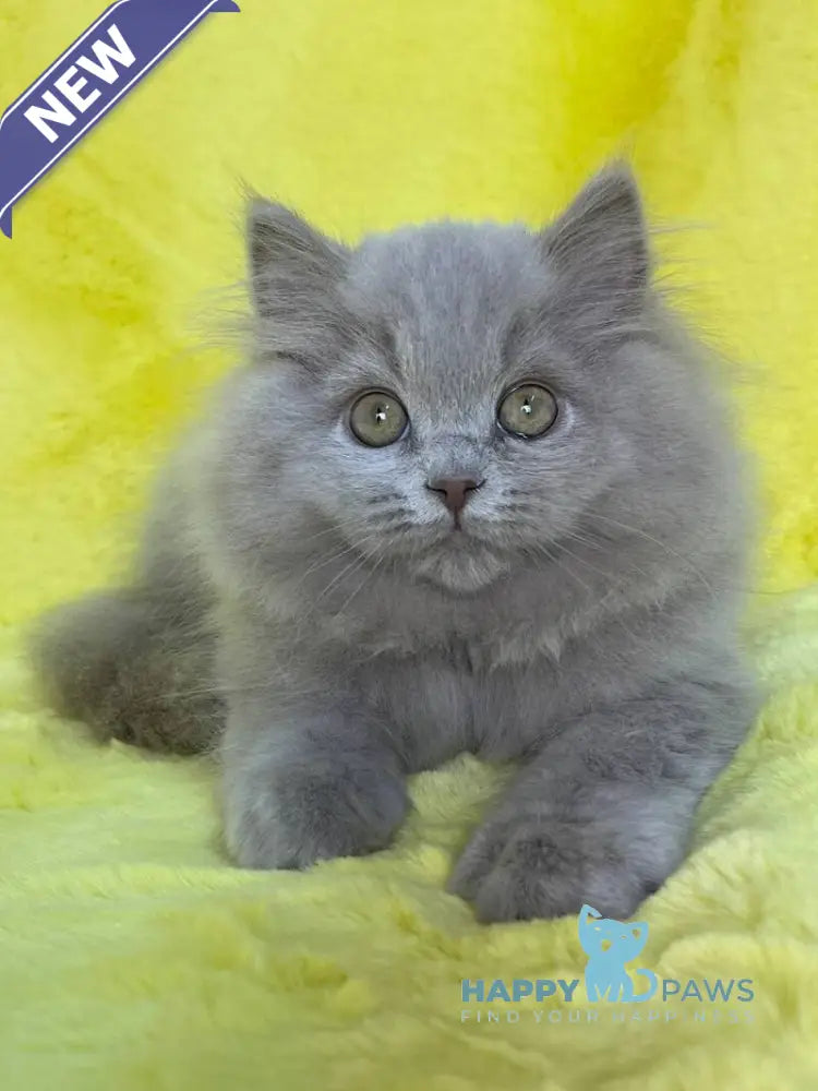 Dimash British Longhair male lilac live animals