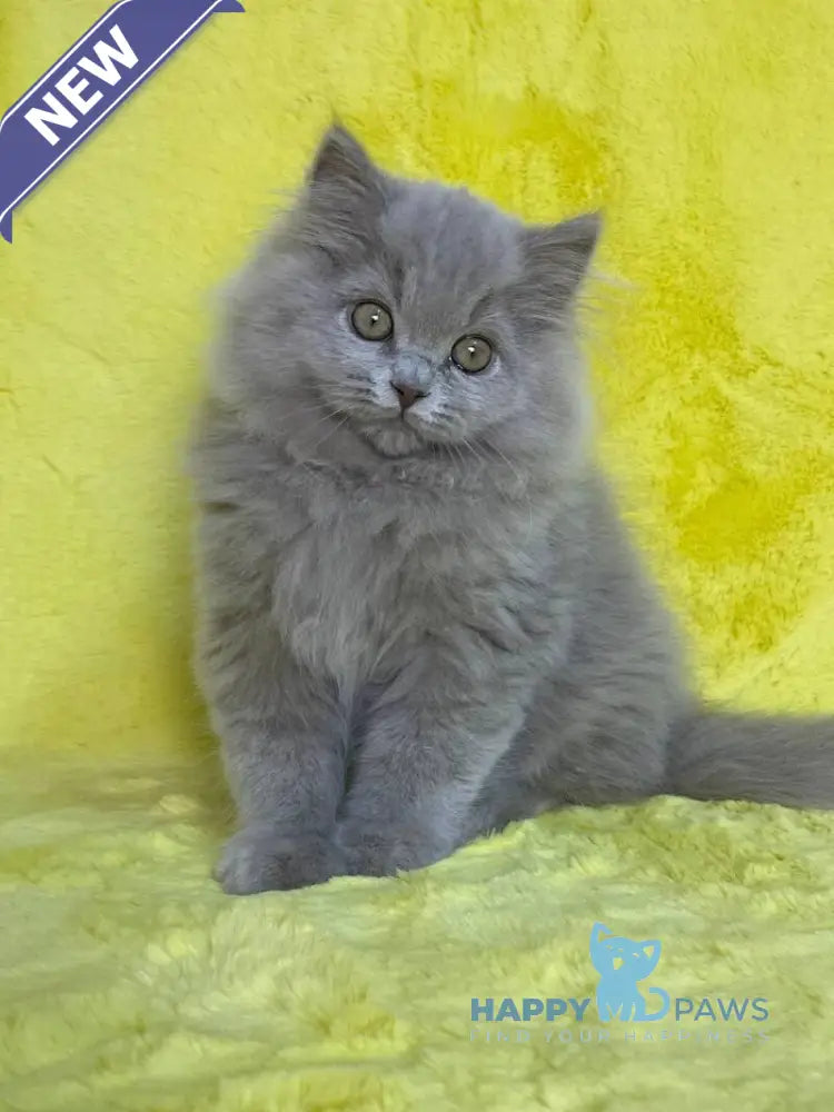 Dimash British Longhair male lilac live animals