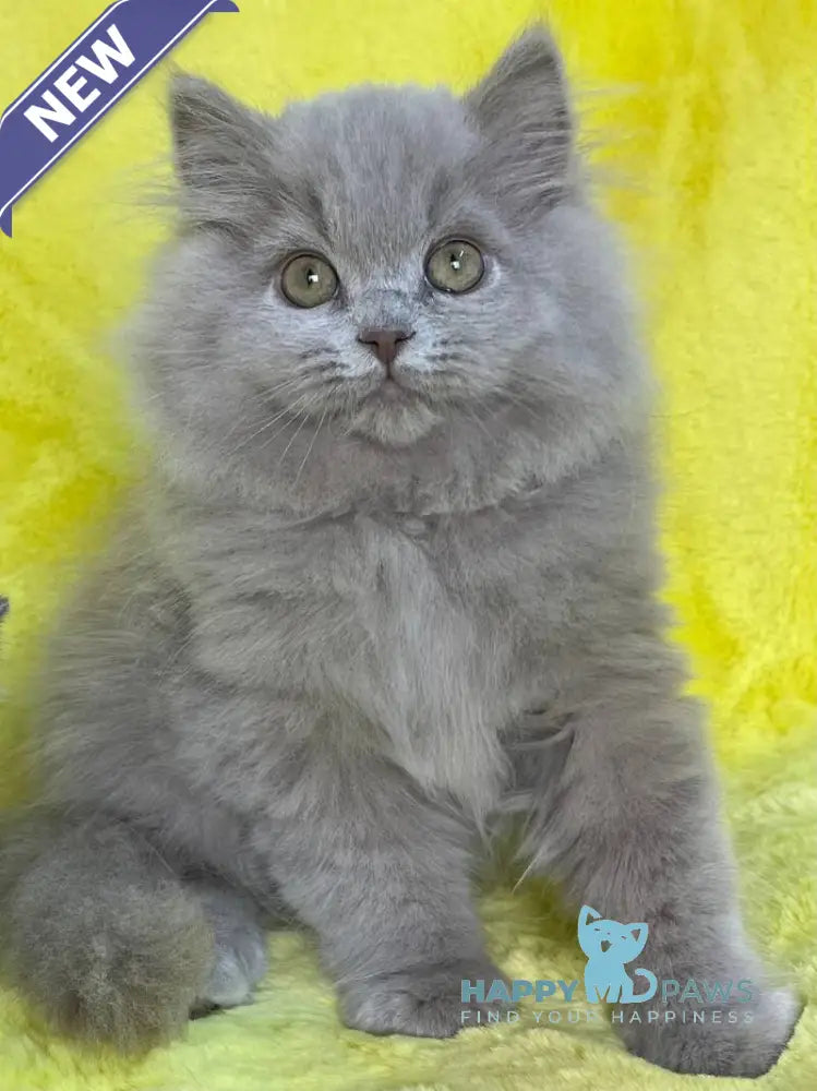 Dimash British Longhair male lilac live animals