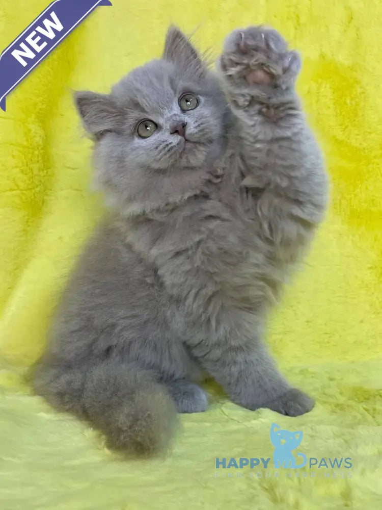 Dimash British Longhair male lilac live animals