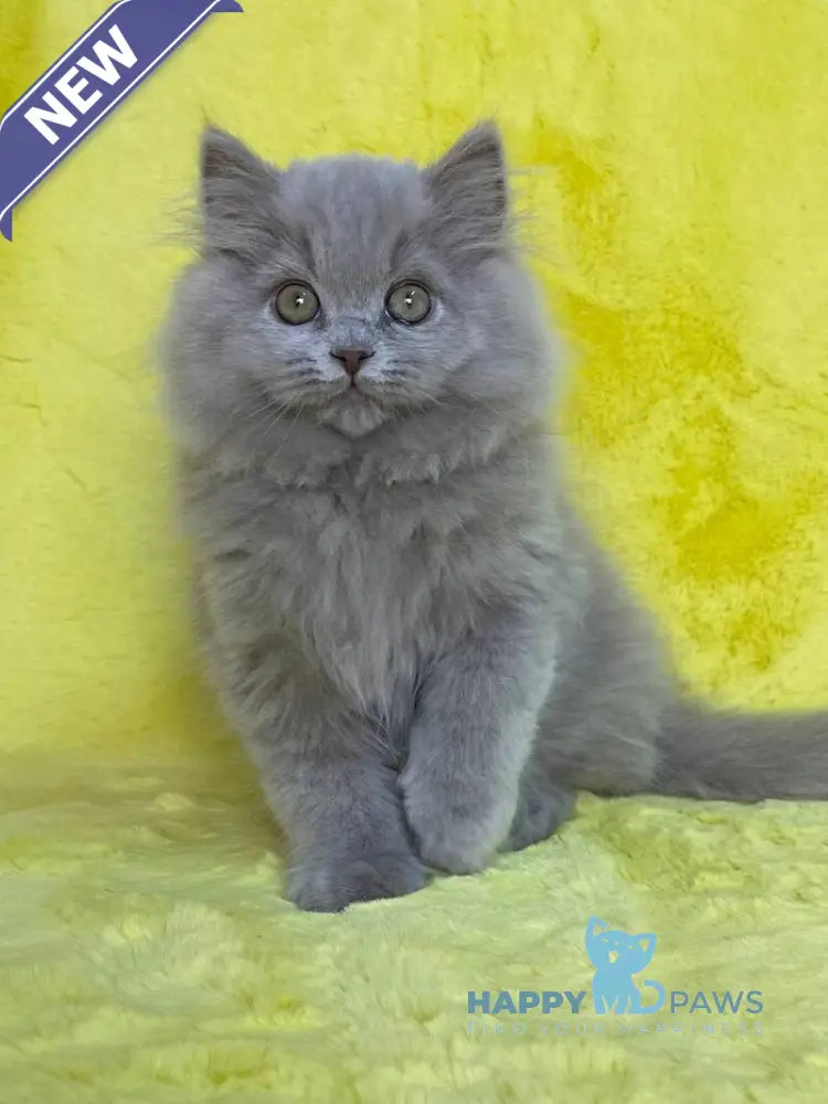 Dimash British Longhair male lilac live animals