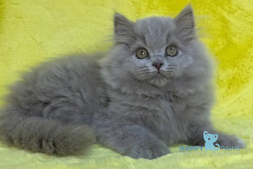 Dimash British Longhair male lilac live animals