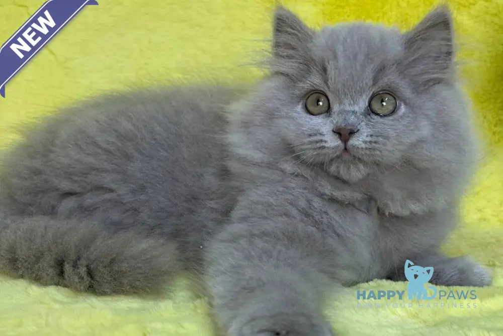 Dimash British Longhair male lilac live animals