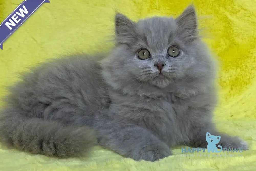 Dimash British Longhair male lilac live animals