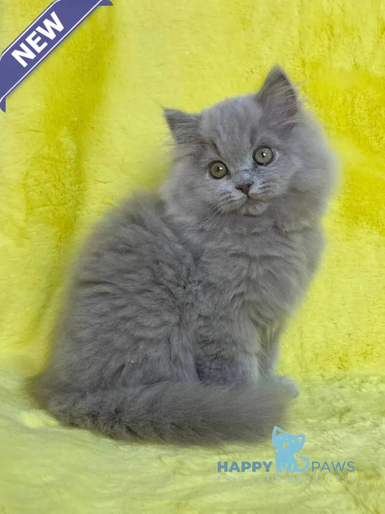 Dimash British Longhair male lilac live animals