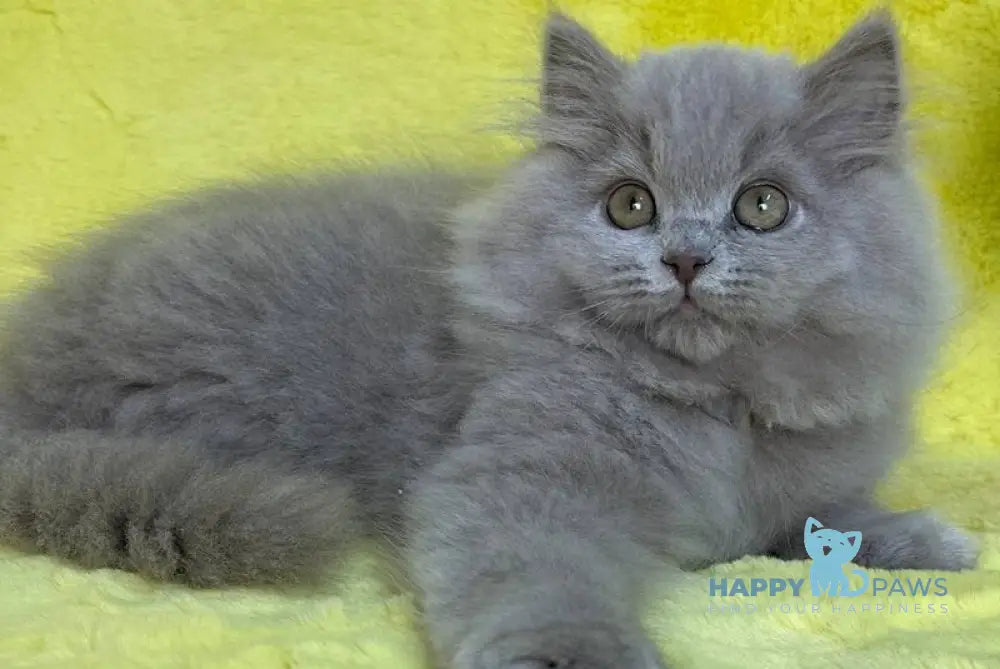 Dimash British Longhair male lilac live animals