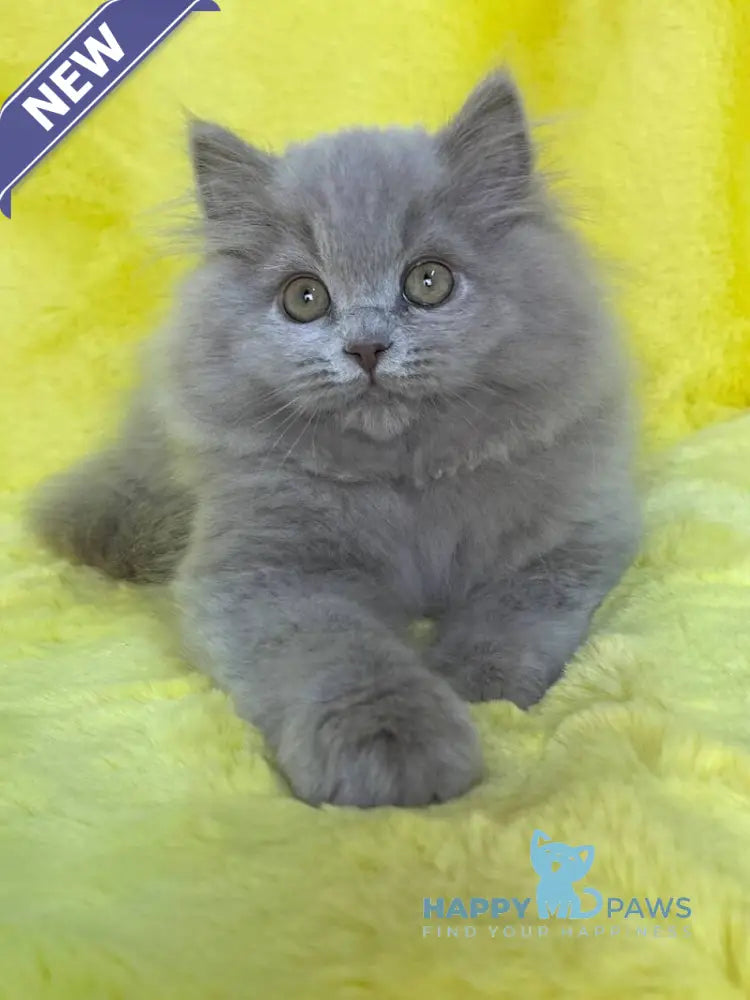 Dimash British Longhair male lilac live animals