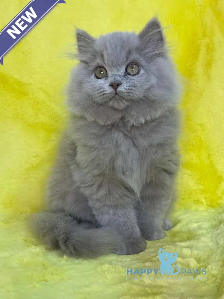 Dimash British Longhair male lilac live animals