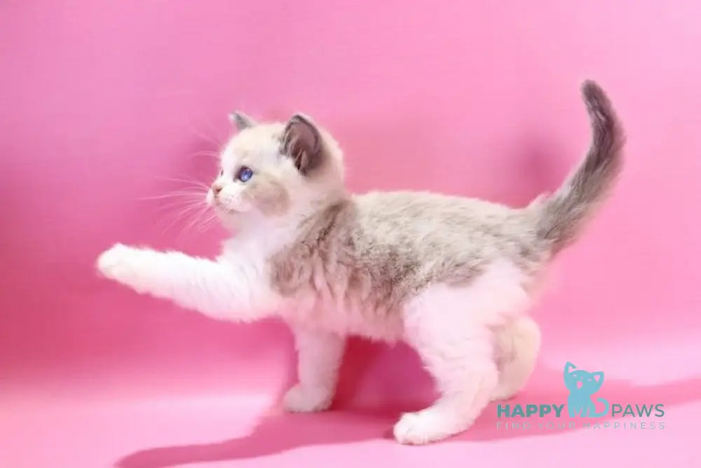 Dimash Ragdoll male blue bicolour live animals