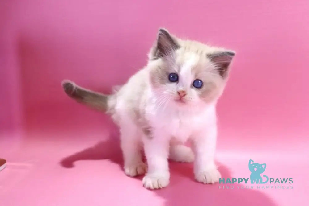 Dimash Ragdoll male blue bicolour live animals