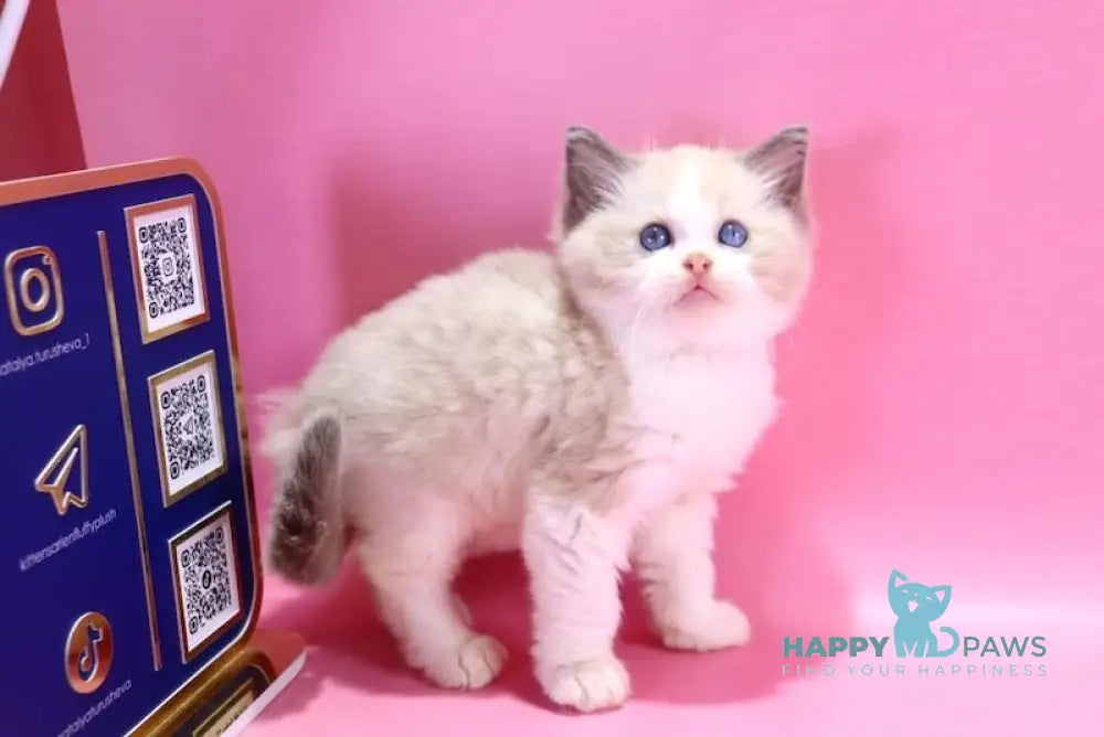 Dimash Ragdoll male blue bicolour live animals